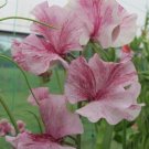 50 Chocolate Flake Sweet Pea Seeds Fresh Seeds Fast Shipping