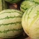 50 Chris Cross Watermelon Seeds Fresh Seeds Fast Shipping