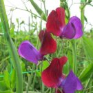 50 Cupani Sweet Pea Seeds Fresh Seeds Fast Shipping