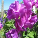 50 Eclipse Sweet Pea Seeds Fresh Seeds Fast Shipping