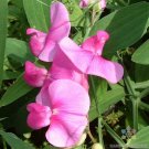 50 Everlasting Pink Sweet Pea Seeds Fresh Seeds Fast Shipping