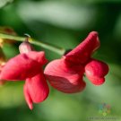 50 Everlasting Red Sweet Pea Seeds Fresh Seeds Fast Shipping