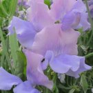 50 Glynne Collins Sweet Pea Seeds Fresh Seeds Fast Shipping