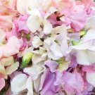 50 Heir­loom Pastel Mix Sweet Pea Seeds Fresh Seeds Fast Shipping