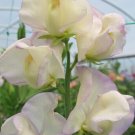 50 High Scent Sweet Pea Seeds Fresh Seeds Fast Shipping