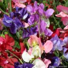 50 Incense Mix Sweet Pea Seeds Fresh Seeds Fast Shipping