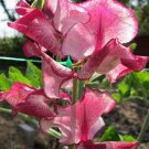50 Jacko Sweet Pea Seeds Fresh Seeds Fast Shipping
