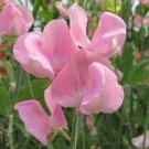 50 Janet Scott Sweet Pea Seeds Fresh Seeds Fast Shipping