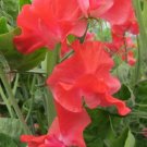 50 John Markham Sweet Pea Seeds Fresh Seeds Fast Shipping