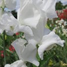 50 John Warren Sweet Pea Seeds Fresh Seeds Fast Shipping