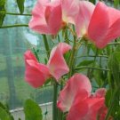 50 June Sweet Pea Seeds Fresh Seeds Fast Shipping