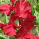 50 Kenneth Sweet Pea Seeds Fresh Seeds Fast Shipping