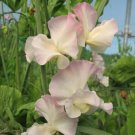 50 Kiera Madeline Sweet Pea Seeds Fresh Seeds Fast Shipping