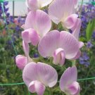 50 Lathyrus latifolius Blushing Bride Sweet Pea Seeds Fresh Seeds Fast Shipping