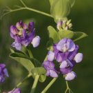 50 Lathyrus nervosus Sweet Pea Seeds Fresh Seeds Fast Shipping