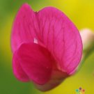 50 Lathyrus nissolia Sweet Pea Seeds Fresh Seeds Fast Shipping