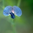 50 Lathyrus sativus var azureus Sweet Pea Seeds Fresh Seeds Fast Shipping