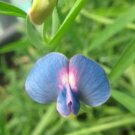 50 Lathyrus sativus var cyaneus Sweet Pea Seeds Fresh Seeds Fast Shipping