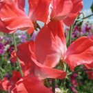 50 Len Harrod Sweet Pea Seeds Fresh Seeds Fast Shipping