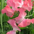 50 Lizbeth Sweet Pea Seeds Fresh Seeds Fast Shipping