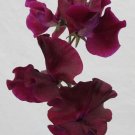 50 Magnificent Maroon Sweet Pea Seeds Fresh Seeds Fast Shipping