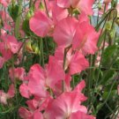 50 Mammoth Cream Pink Sweet Pea Seeds Fresh Seeds Fast Shipping
