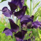 50 Mammoth Navy Sweet Pea Seeds Fresh Seeds Fast Shipping