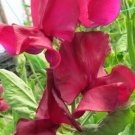 50 Mark Williams Sweet Pea Seeds Fresh Seeds Fast Shipping