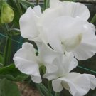 50 Mary Priestley Sweet Pea Seeds Fresh Seeds Fast Shipping