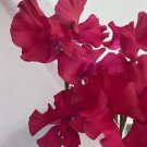 50 Millennium Sweet Pea Seeds Fresh Seeds Fast Shipping