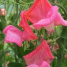 50 Miss Willmott Sweet Pea Seeds Fresh Seeds Fast Shipping