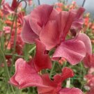 50 MM Sweet Pea Seeds Fresh Seeds Fast Shipping