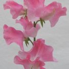 50 Mrs Bernard Jones Sweet Pea Seeds Fresh Seeds Fast Shipping