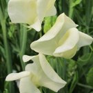 50 Mrs Collier Sweet Pea Seeds Fresh Seeds Fast Shipping