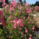 50 Mrs R Bolton Sweet Pea Seeds Fresh Seeds Fast Shipping