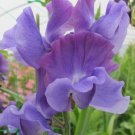 50 Newby Blue Sweet Pea Seeds Fresh Seeds Fast Shipping