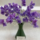 50 Noel Sutton Sweet Pea Seeds Fresh Seeds Fast Shipping