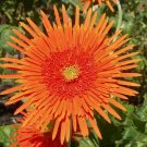 50 Orange Gerbera Spider Daisy Seeds Fresh Seeds Fast Shipping