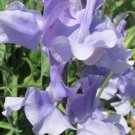 50 Peter George Wale Sweet Pea Seeds Fresh Seeds Fast Shipping