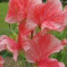 50 Phoebe Sweet Pea Seeds Fresh Seeds Fast Shipping