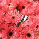 50 Pink Gerbera Spider Daisy Seeds Fresh Seeds Fast Shipping