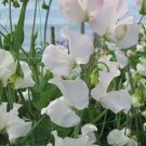 50 Polar Star Sweet Pea Seeds Fresh Seeds Fast Shipping