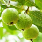 50 Psidium Guajava Common Guava Seeds Fresh Seeds Fast Shipping