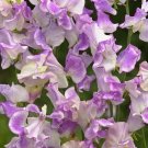 50 Pulsar Sweet Pea Seeds Fresh Seeds Fast Shipping