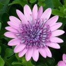 50 Purple Pink 3D Cape Daisy Seeds Fresh Seeds Fast Shipping