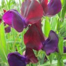 50 Purple Prince Sweet Pea Seeds Fresh Seeds Fast Shipping