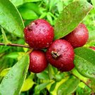 50 Red Indian Cherry Guava Seeds Fresh Seeds Fast Shipping