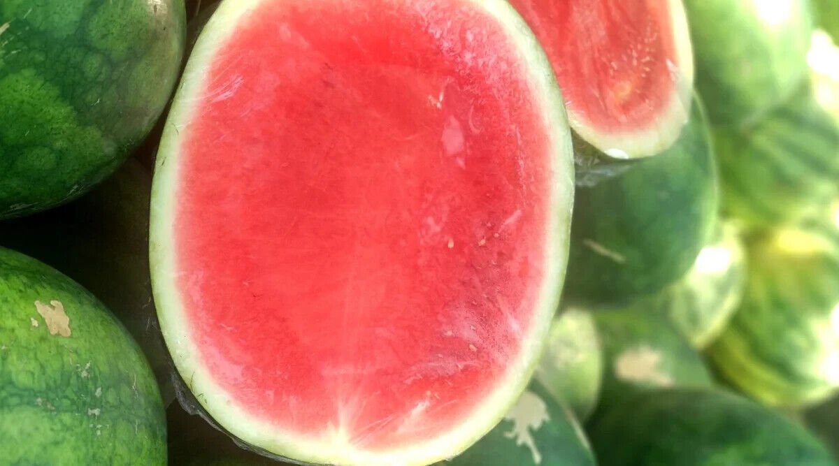 50 Red Ruby Seedless Watermelon Seeds Fresh Seeds Fast Shipping