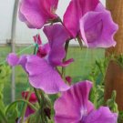 50 Richard and Judy Sweet Pea Seeds Fresh Seeds Fast Shipping