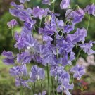 50 Royal Lavender Sweet Pea Seeds Fresh Seeds Fast Shipping
